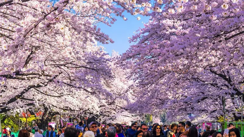 hanami japon